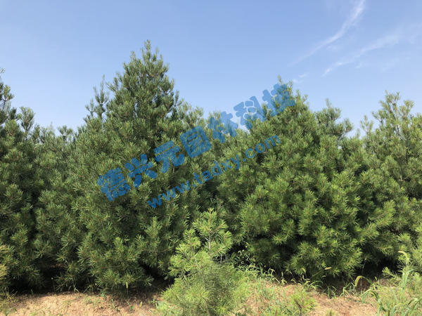 �c���鿴Ԕ����Ϣ���}����Ƥ�� ��x�Δ���2287