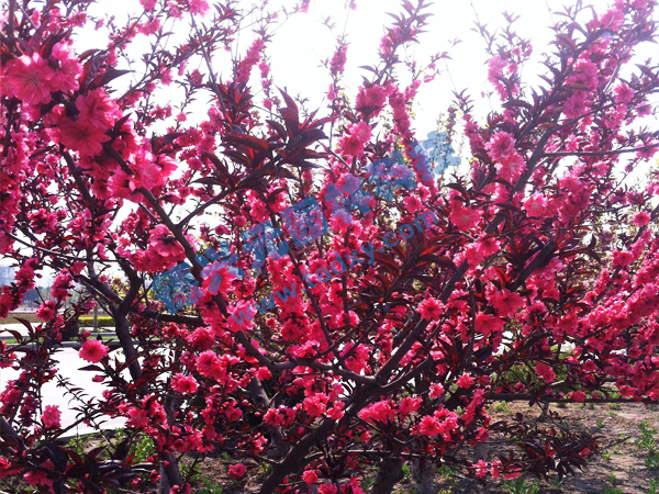 �c���鿴Ԕ����Ϣ���}������ ��x�Δ���2356