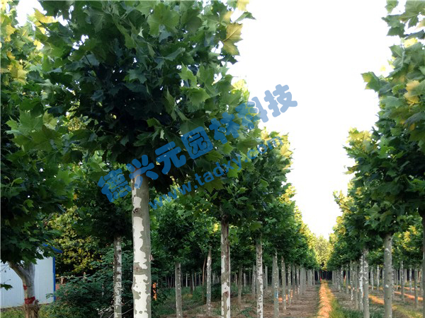 �c���鿴Ԕ����Ϣ���}����ͩ ��x�Δ���2421