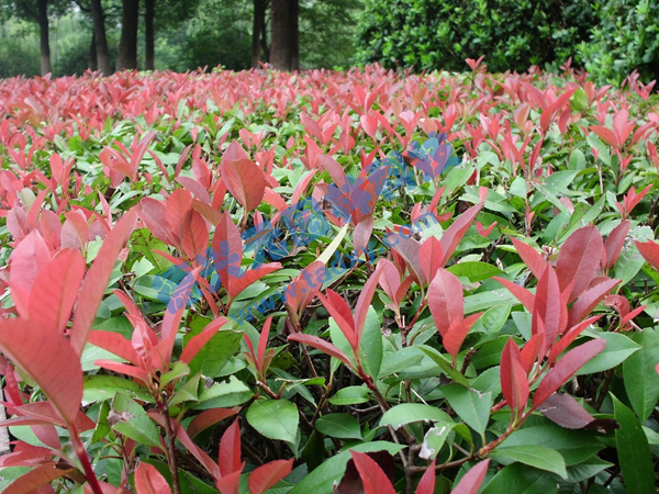 �c���鿴Ԕ����Ϣ���}���t�~ʯ� ��x�Δ���2475