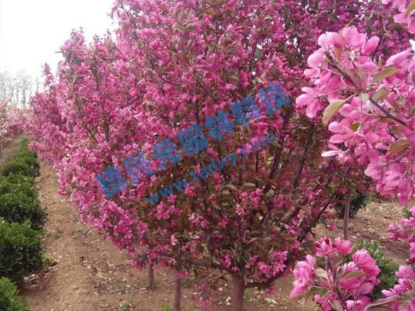 �c���鿴Ԕ����Ϣ���}���k������ ��x�Δ���2260