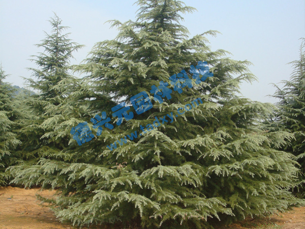 �c���鿴Ԕ����Ϣ���}��ѩ�� ��x�Δ���1964