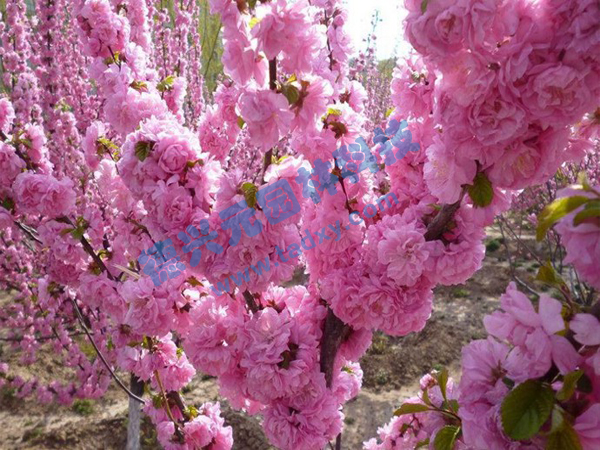 �c���鿴Ԕ����Ϣ���}���ѻ� ��x�Δ���2011