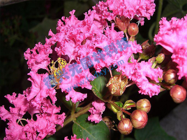 �c���鿴Ԕ����Ϣ���}����ޱ ��x�Δ���1859