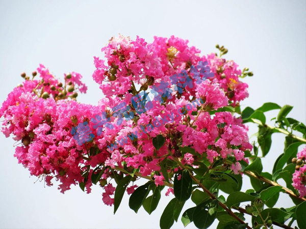 �c���鿴Ԕ����Ϣ���}����ޱ ��x�Δ���1958